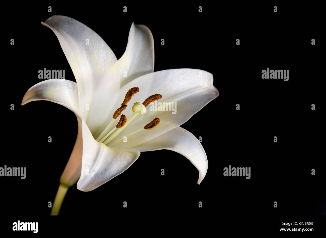 Studio beleuchtet Makroaufnahme einer Lilie. Stockfoto