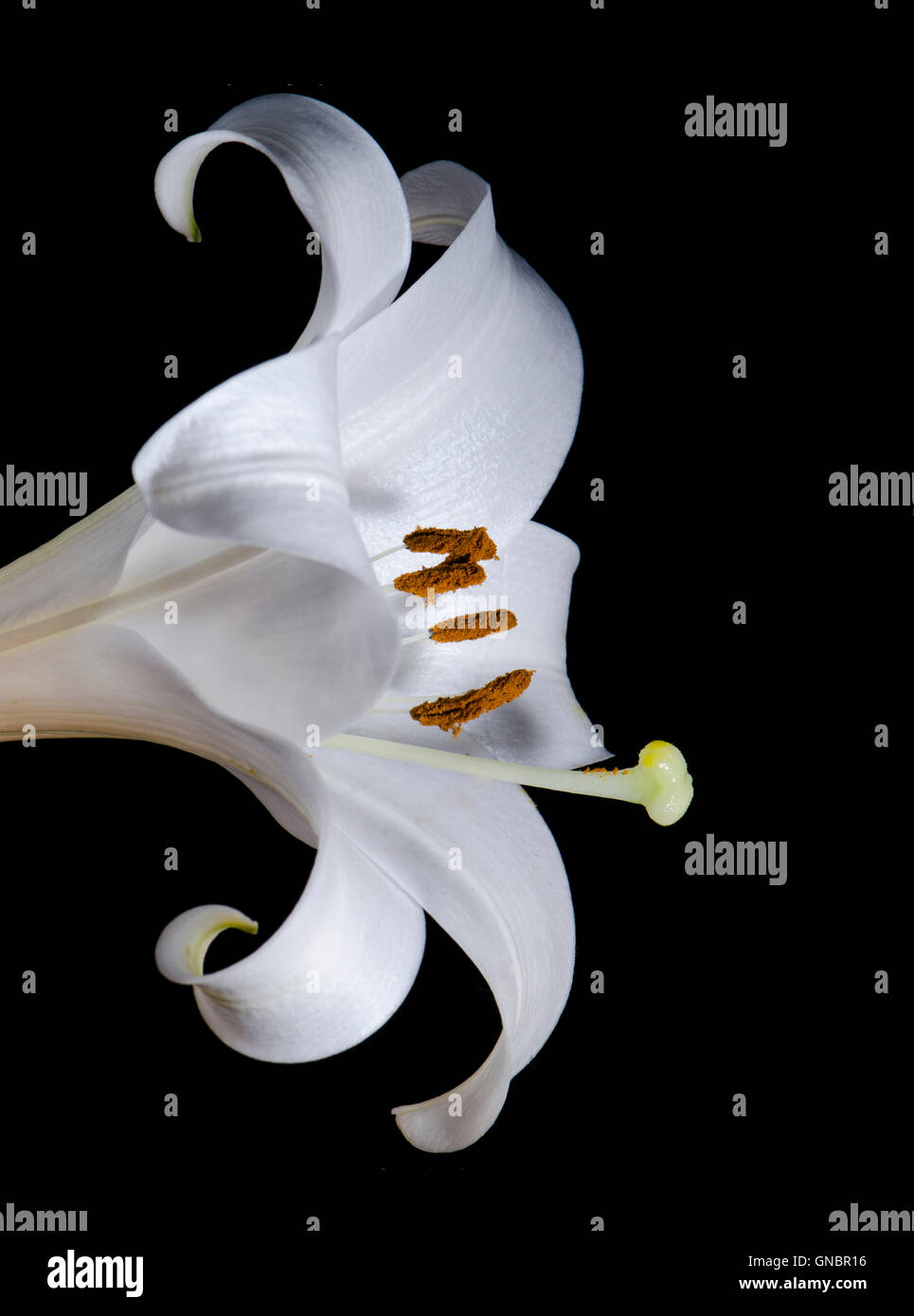 Studio beleuchtet Makroaufnahme einer Lilie. Stockfoto