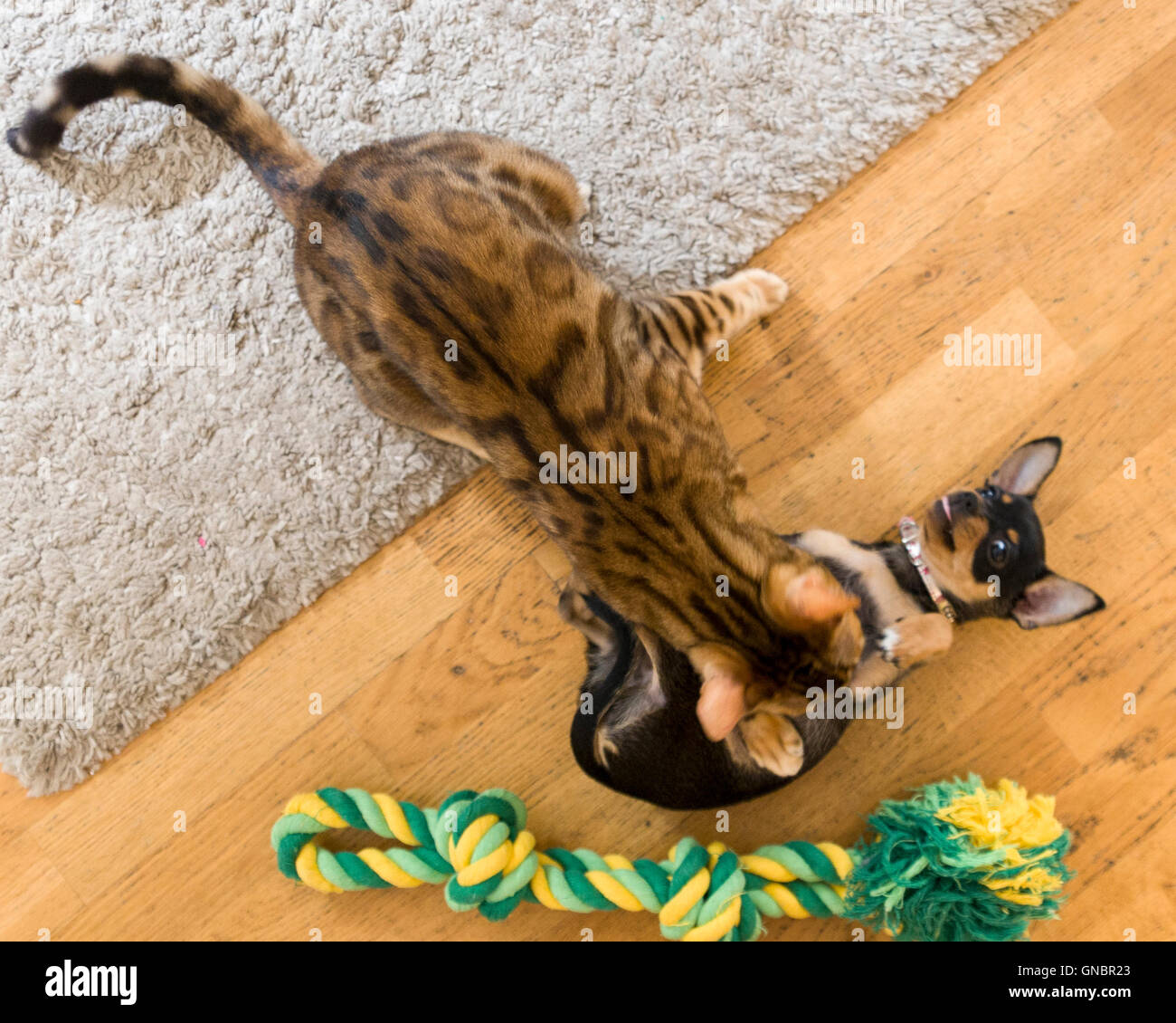 Weibliche Bengalkatze und weiblichen Chihuahua Welpen spielen gegenüber Pet Toy Model Release: Nein Property Release: Ja (Hund und Katze). Stockfoto