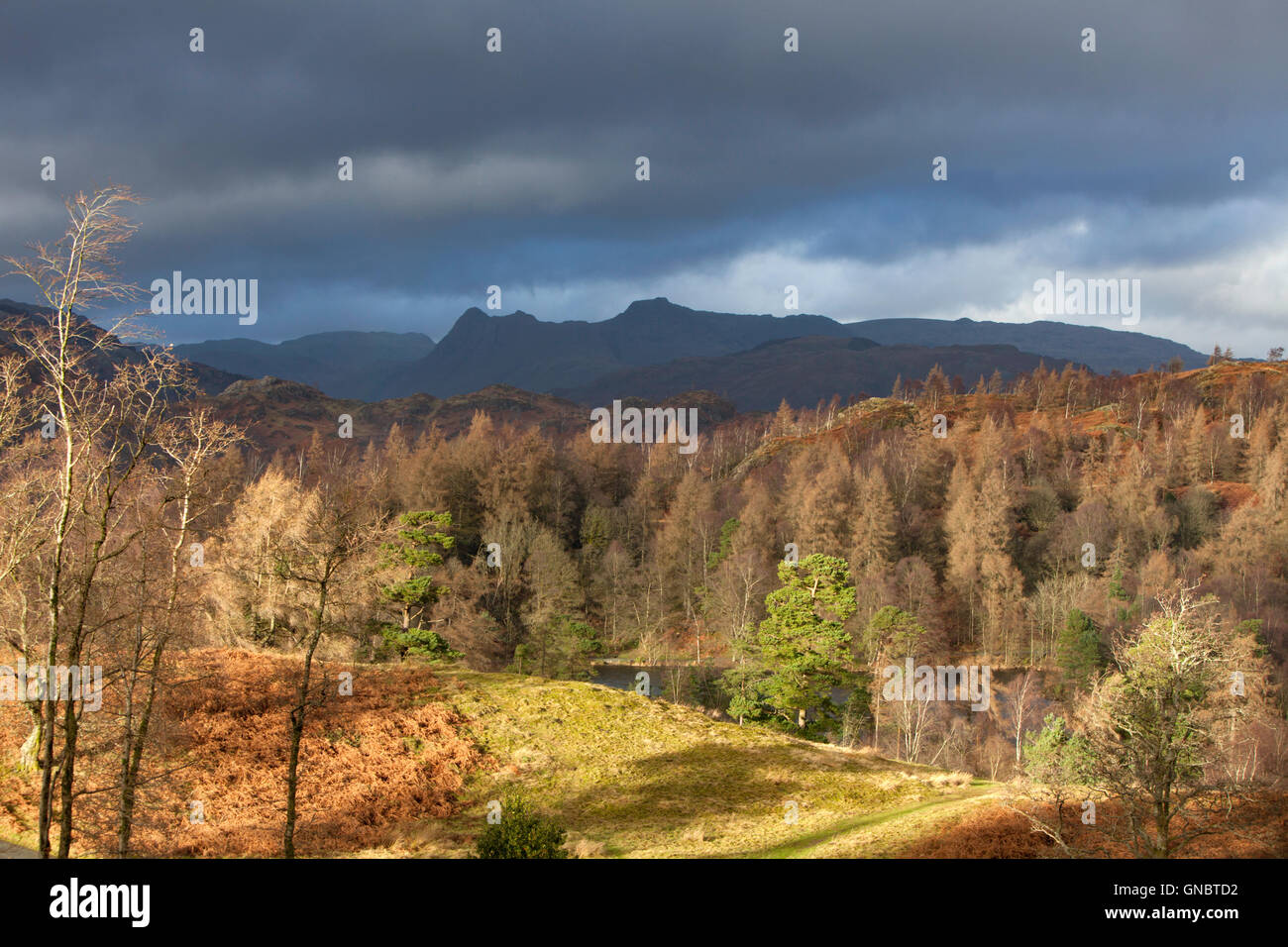 Tarn Hows mit der Landgale Hechte in der Ferne, Nationalpark Lake District, Cumbria, England UK Stockfoto