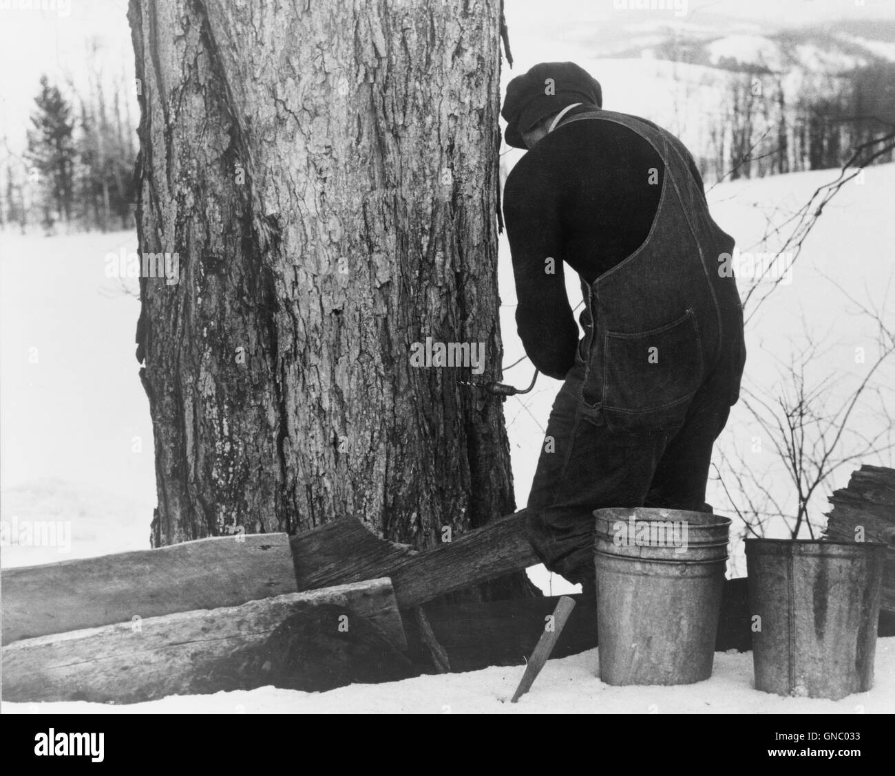 Man bohrt beim Ausgießen auf den Ahornbaum, um Ahornsirup zu sammeln, North Bridgewater, Vermont, USA, Marion Post Wolcott, USA Farm Security Administration, April 1940 Stockfoto