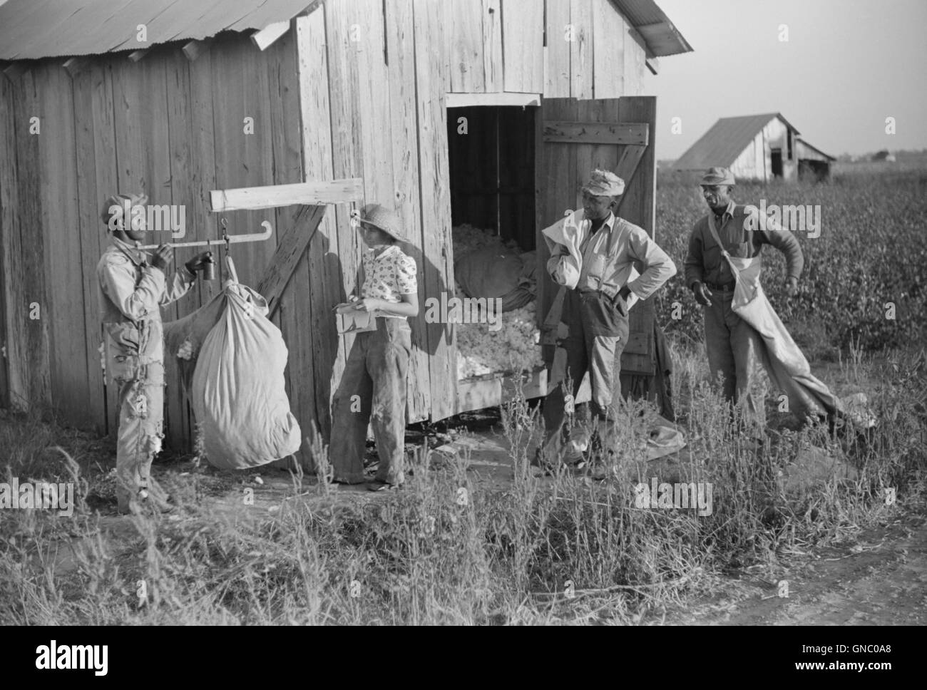 Mann mit einem Gewicht von Baumwolle, Farm Security Administration (FSA) Projekt, Sonnenblumen-Plantage, Merigold, Mississippi, USA, Marion Post Wolcott für Farm Security Administration, Oktober 1939 Stockfoto