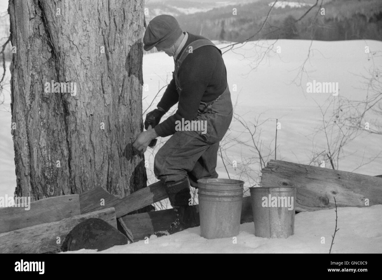 Ein Mann, der Sugar Maple Tree anzapft, um Ahornsirup zu sammeln, North Bridgewater, Vermont, USA, Marion Post Wolcott, USA Farm Security Administration, April 1940 Stockfoto