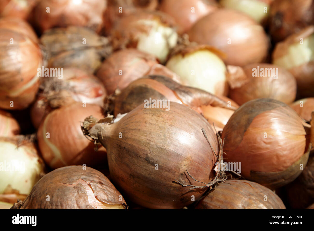 braune Zwiebeln auf ein Obst-und Gemüsehändler Garküche im Vereinigten Königreich Stockfoto