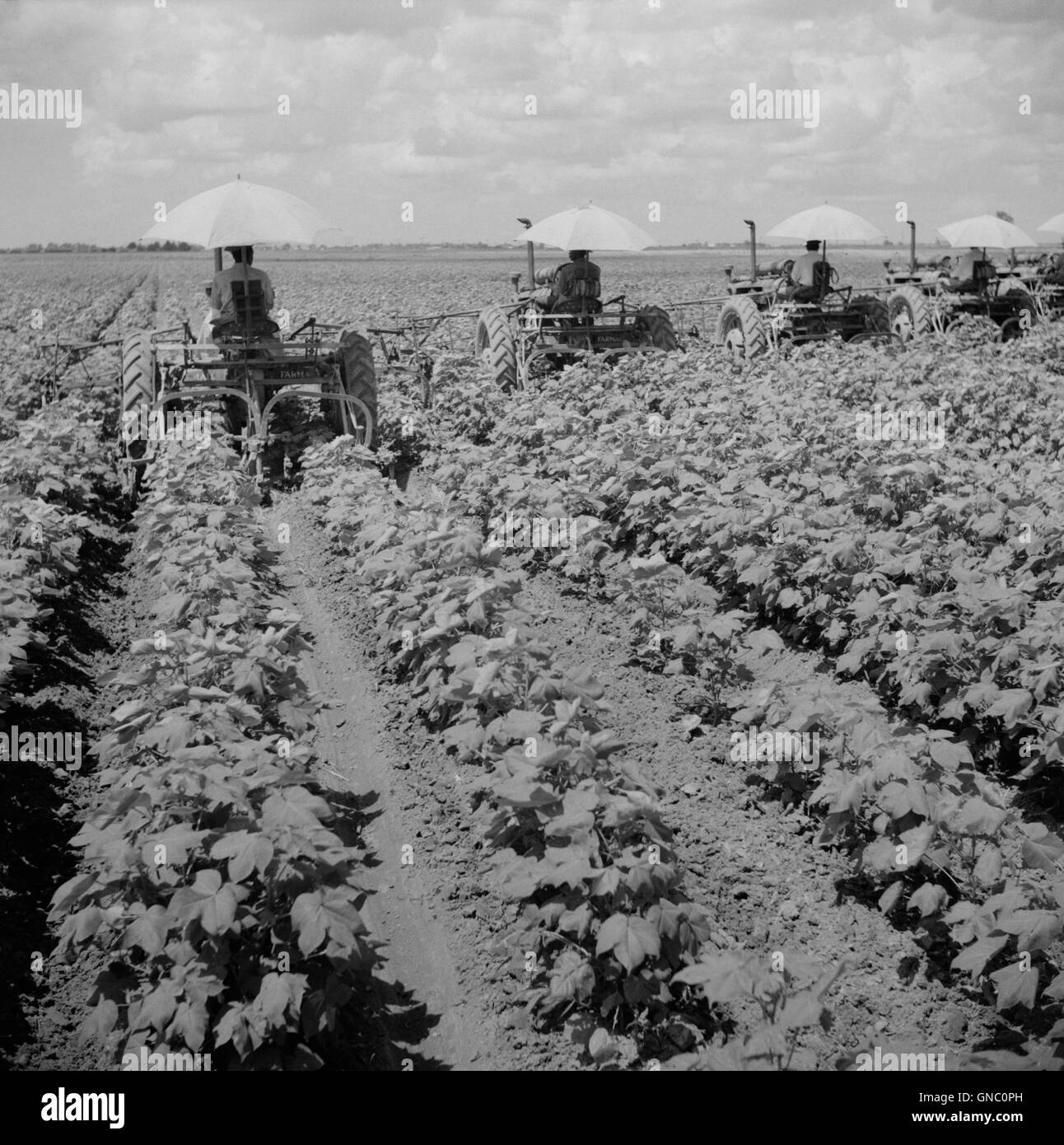 Eine Reihe von Traktoren, die auf der Plantage durch Cotton Field fahren, Rückansicht, Clarksdale, Mississippi, USA, Marion Post Wolcott, USA Farm Security Administration, August 1940 Stockfoto
