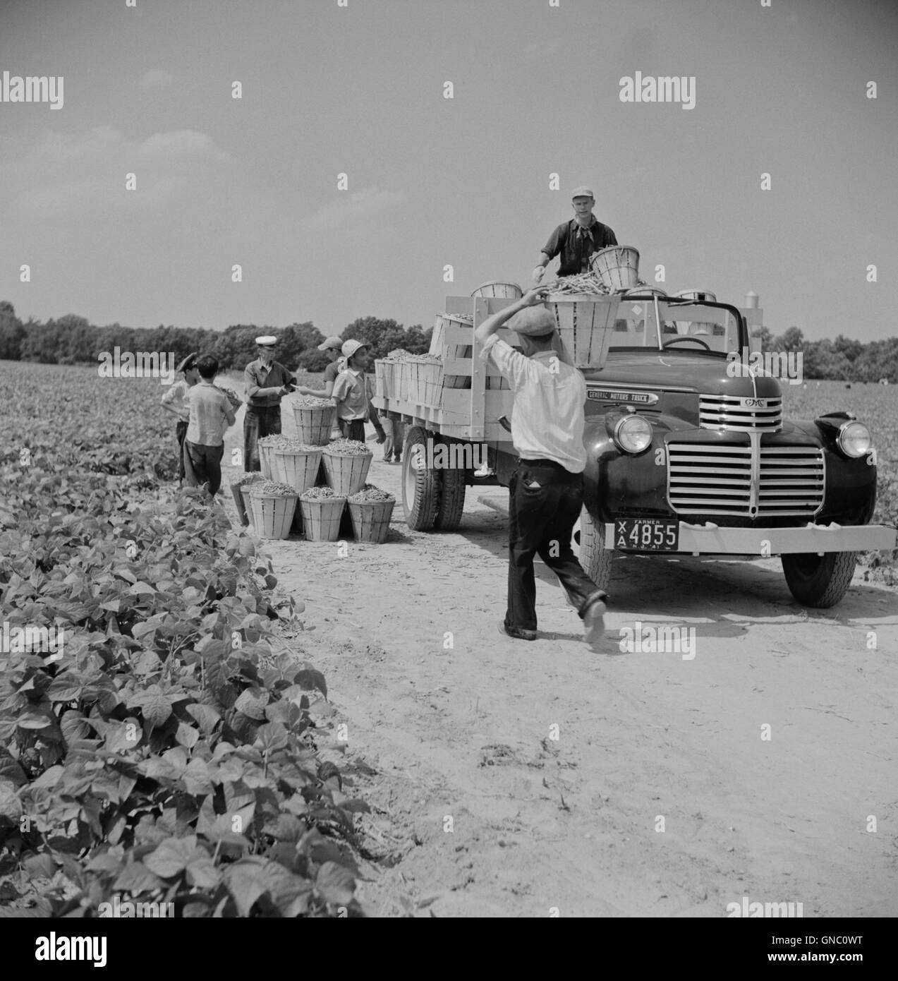 LKW, der mit Bushels voller Bohnen beladen wird, die von Tagesarbeitern aus Nachbarstädten, Seabrook Farms, Bridgeton, New Jersey, USA, gepflückt wurden. Marion Post Wolcott, USA Farm Security Administration, Juli 1941 Stockfoto