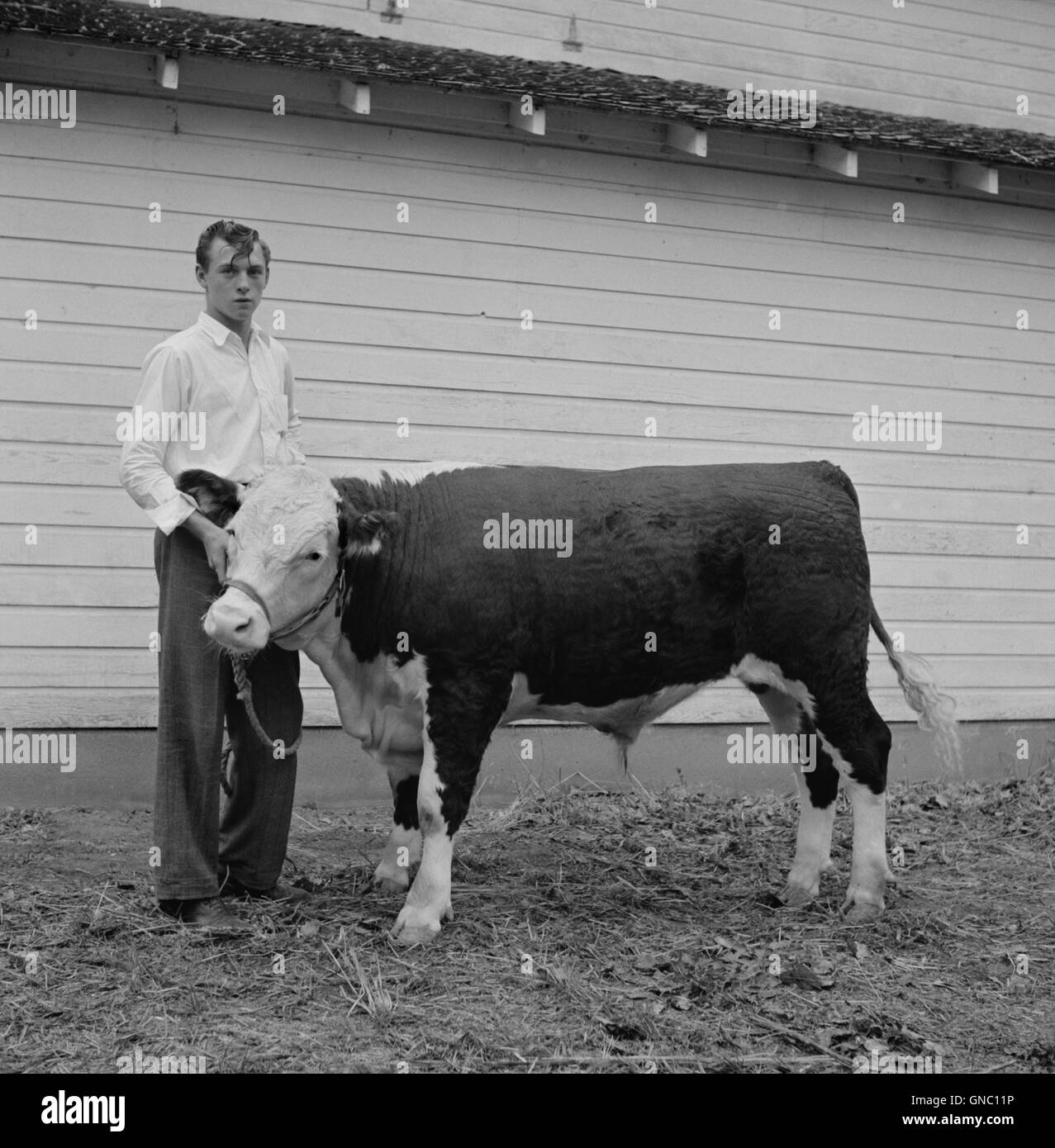 Teen Boy mit Hereford Steer, Mitchell, Nebraska, USA, Marion Post Wolcott für Farm Security Administration, September 1941 Stockfoto