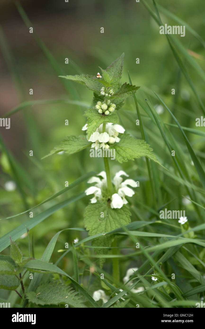 Weiße Erzengel "Lamium Album" Stockfoto