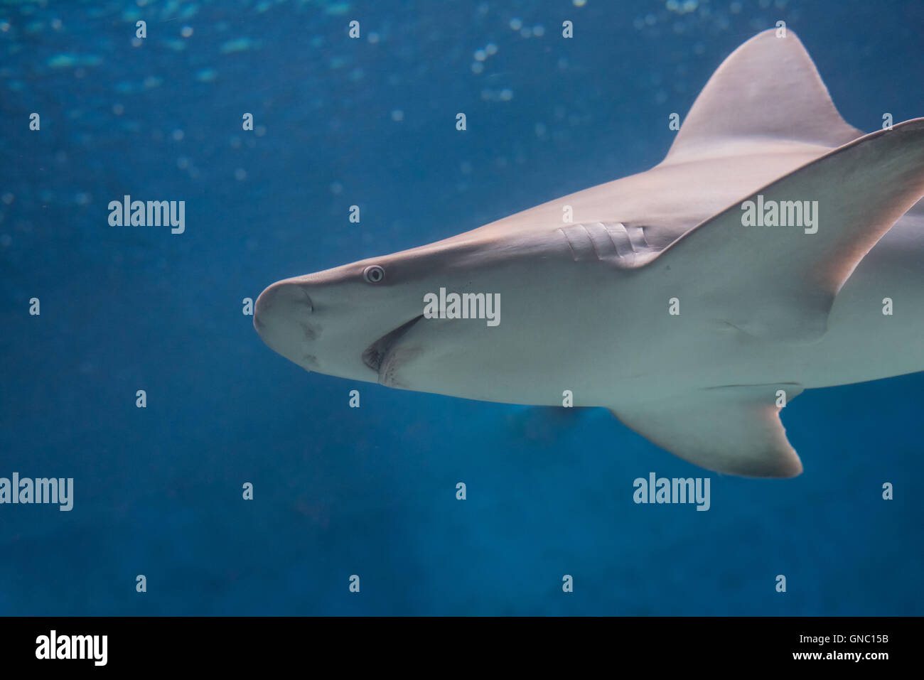 Grauer Hai schwimmen isoliert auf einem blauen Hintergrund Stockfoto