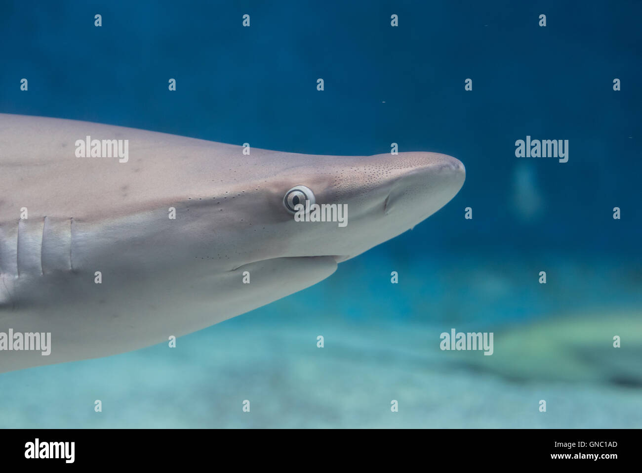 Grauer Hai schwimmen isoliert auf einem blauen Hintergrund Stockfoto