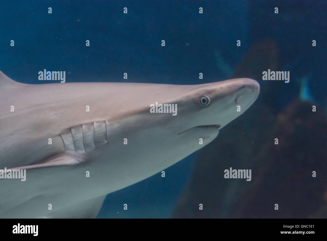 Grauer Hai schwimmen isoliert auf einem blauen Hintergrund Stockfoto