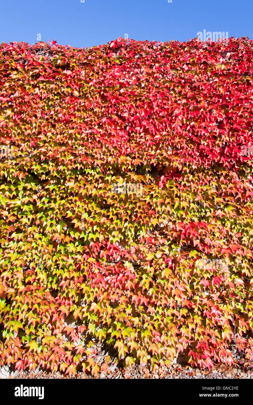 Die Wand vollständig überwachsen von verlässt bemalten im frühen Herbstfarben (Seattle, Washington). Stockfoto