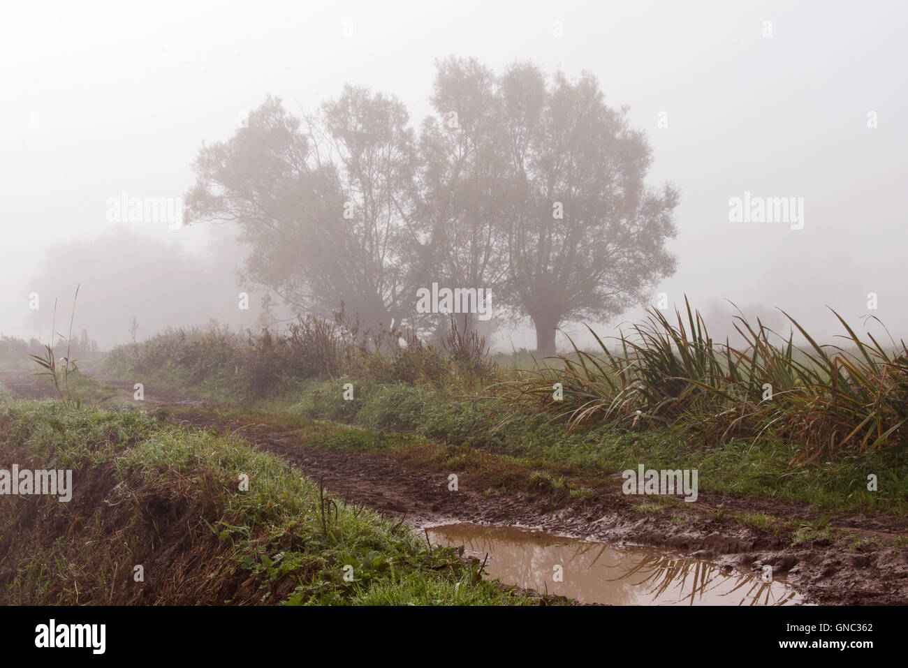 Eine Spur und Bäume verschwinden in den frühen Morgennebel auf Curry-Moor ist Teil der Somerset Levels. Stockfoto