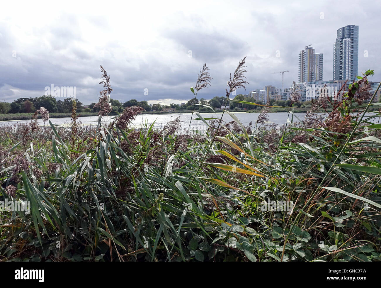 Woodberry Feuchtgebiete Naturschutzgebiet, Nord-London Stockfoto