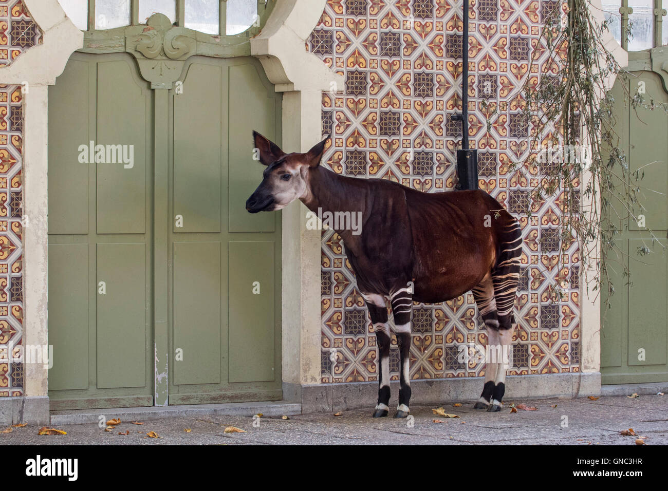 Okapi (Okapia Johnstoni) ursprünglich aus dem Kongo in Zentralafrika in den Zoo Antwerpen Stockfoto