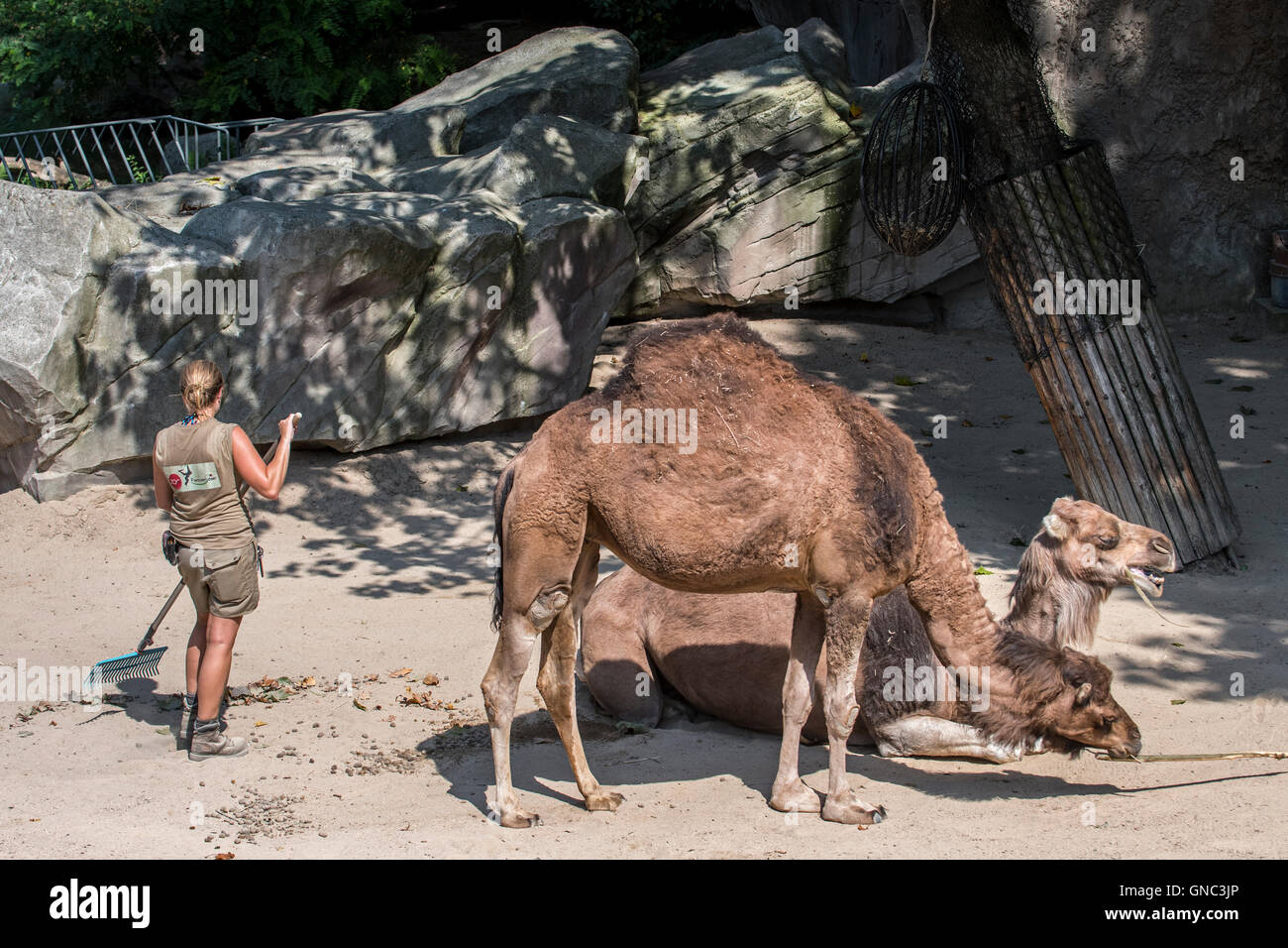 Zookeeper aufräumen das Dromedar Gehege im Zoo Antwerpen Stockfoto