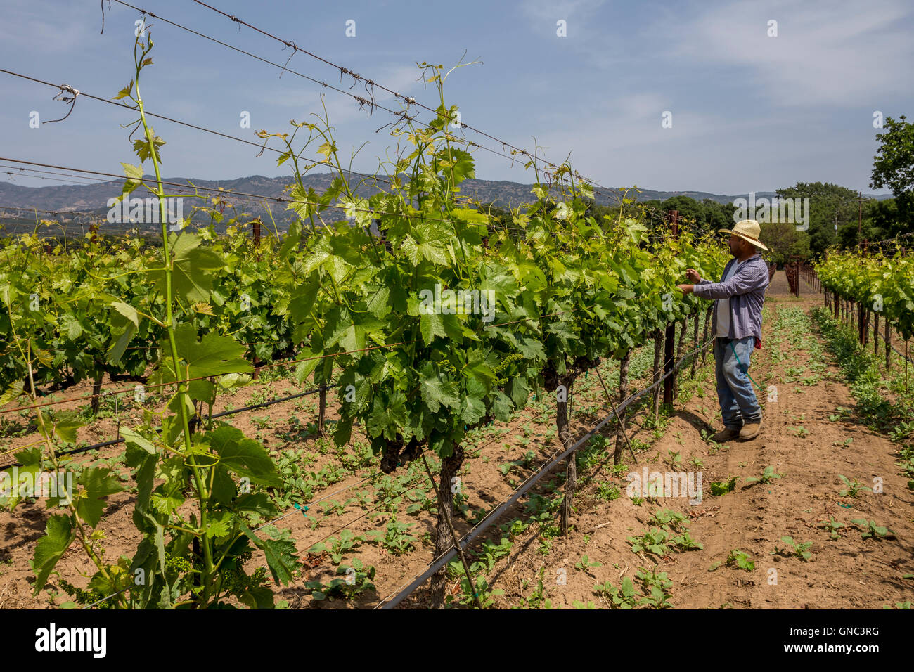 Weingut, Weinberg Arbeiter, aufbinden Weinreben, beschneiden Weinreben, Robert Biale Weinberge, große Ranch Road, Napa, Napa Valley, Kalifornien Stockfoto