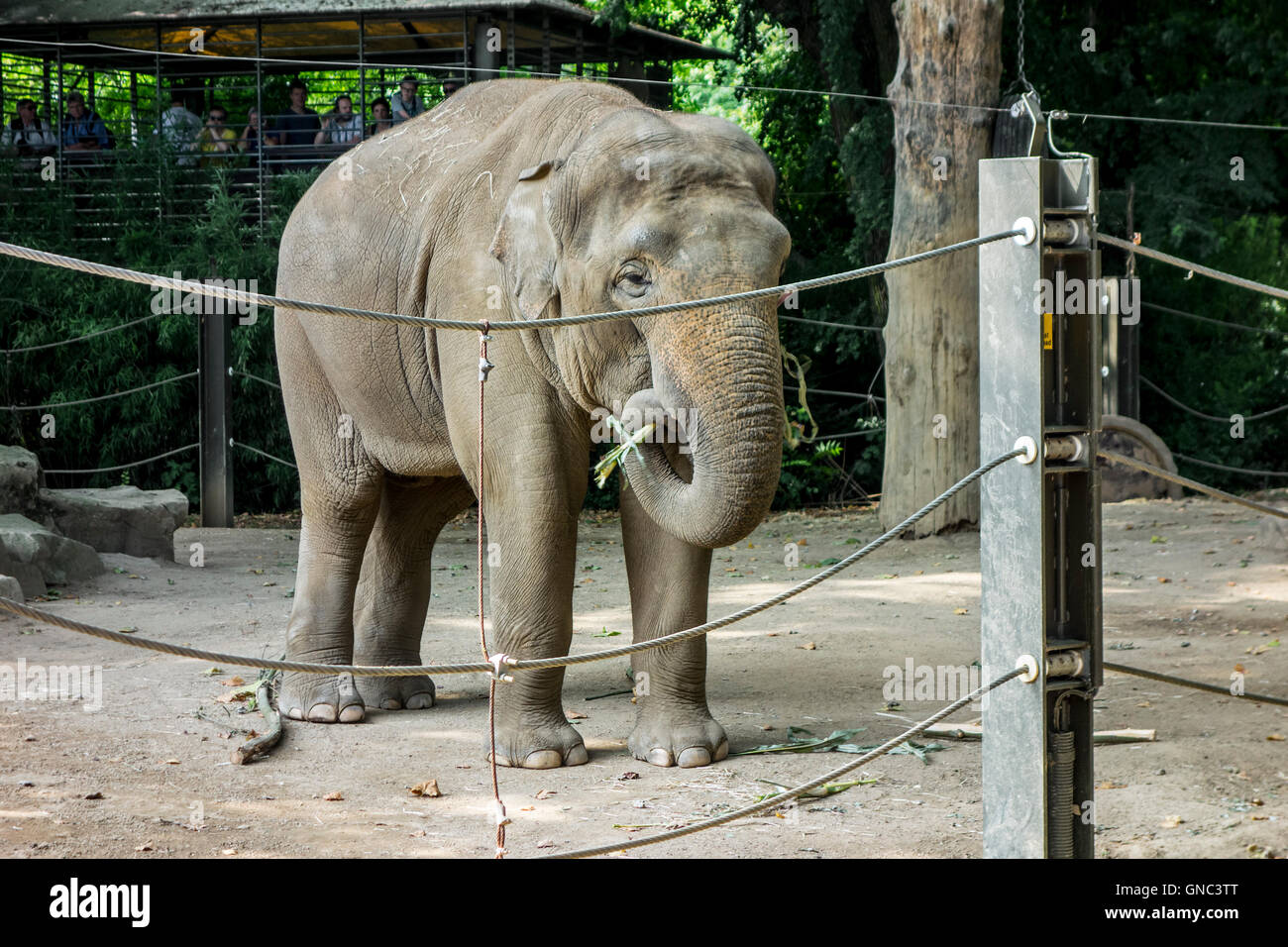 Asiatischer Elefant / asiatischen Elefanten (Elephas Maximus) im Zoo von Antwerpen, Belgiumat der Zoo Antwerpen Stockfoto