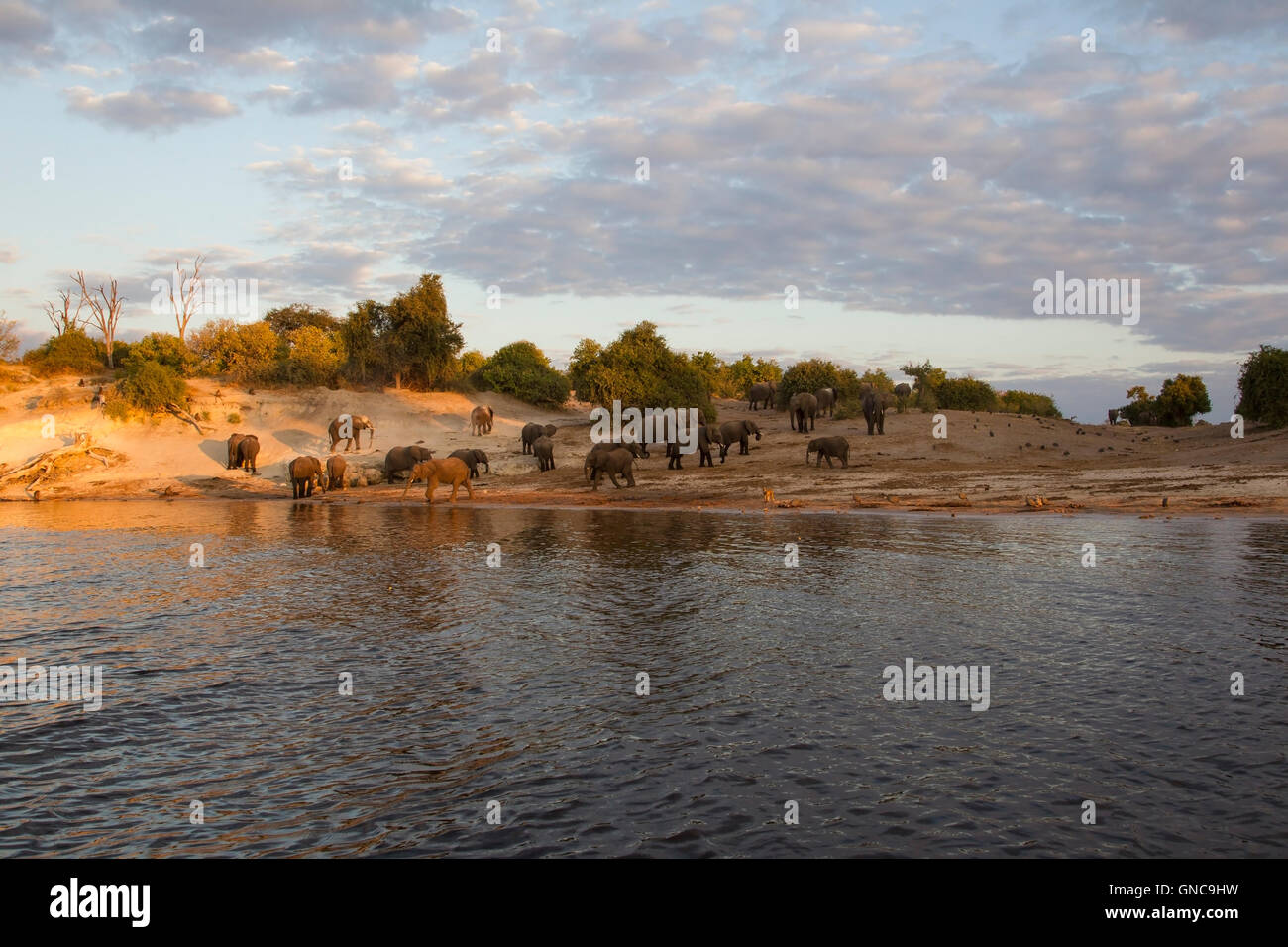 Herde von afrikanischen Elefanten Loxodonta Africana am Ufer des Chobe Flusses in Botswana mit Buschland im Hintergrund Stockfoto