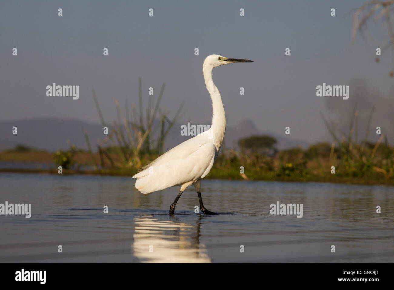 Kleiner Reiher Egretta Garzetta in Nahaufnahme Profil und Auge Ebene mit Spiegelbild im Teich Stockfoto