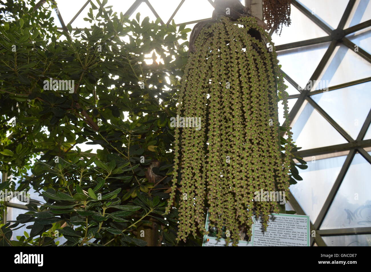 Caryota Mitis in einem botanischen Garten Stockfoto