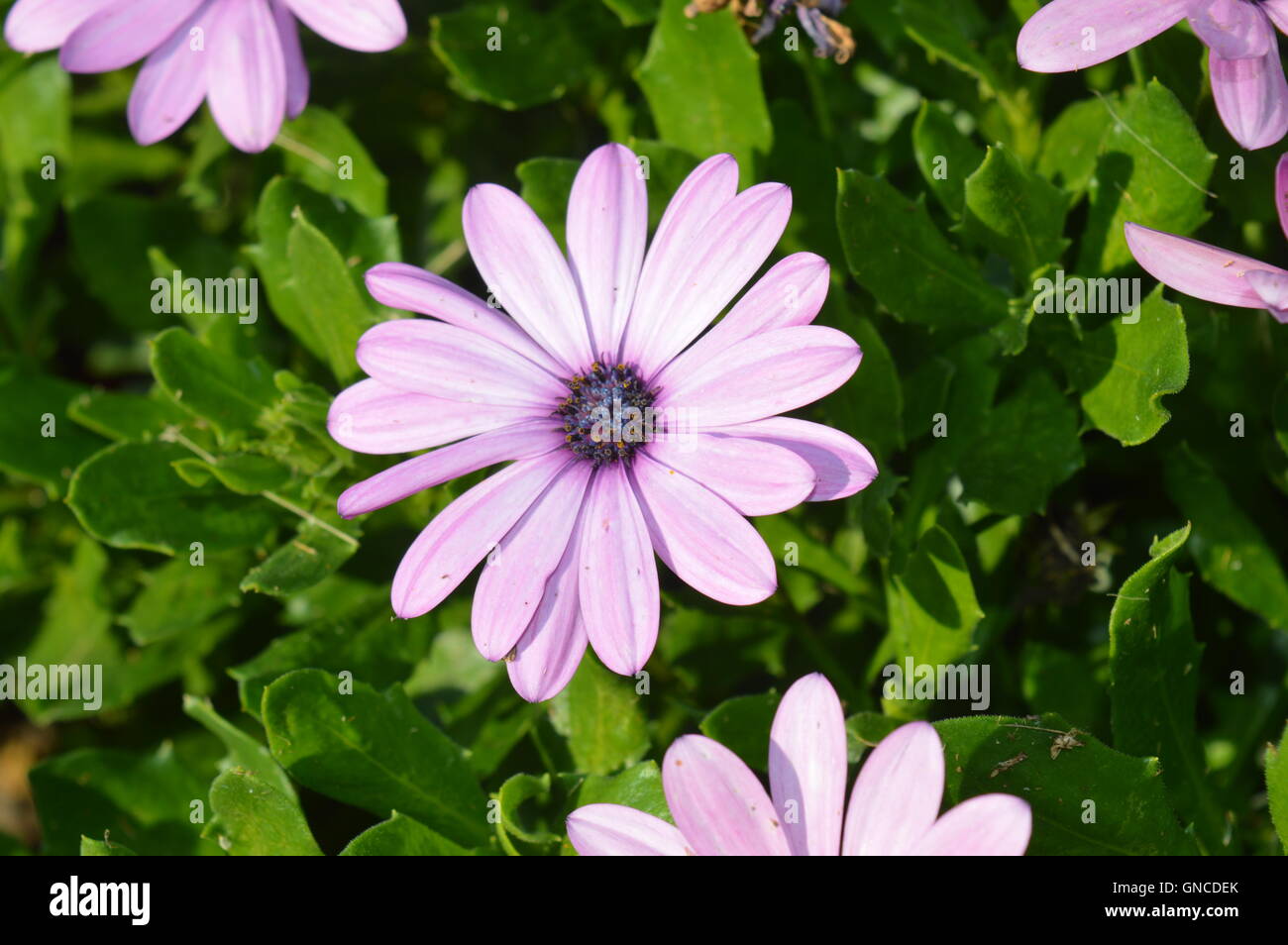 Lila Margeriten in einem Garten Stockfoto