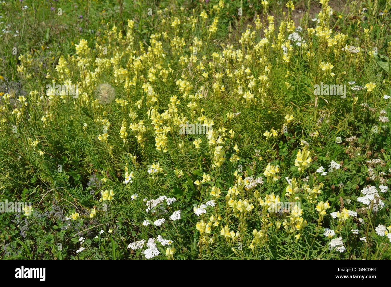 Blumen in einem Feld Stockfoto