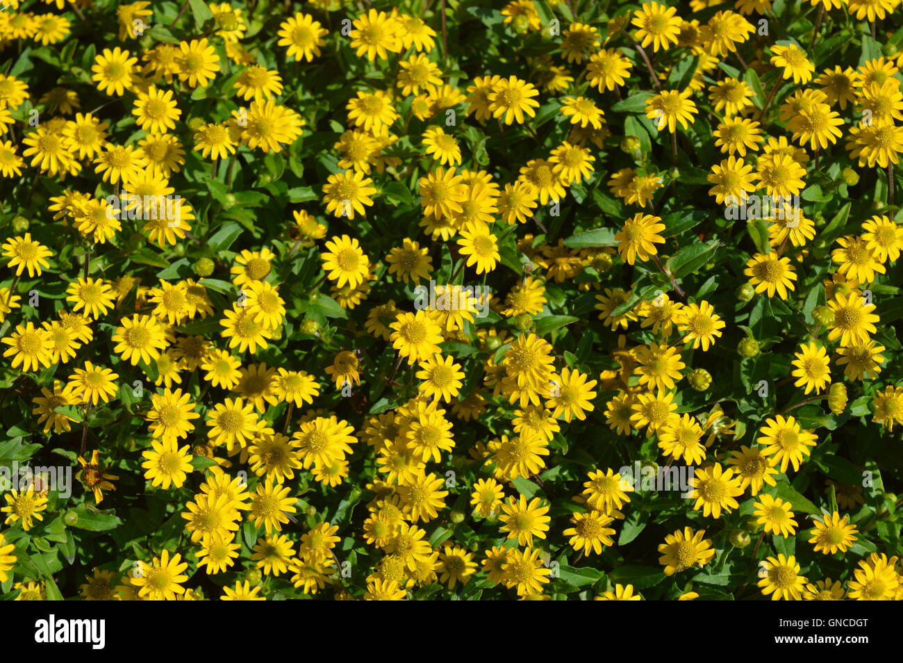 Blumen Stockfoto