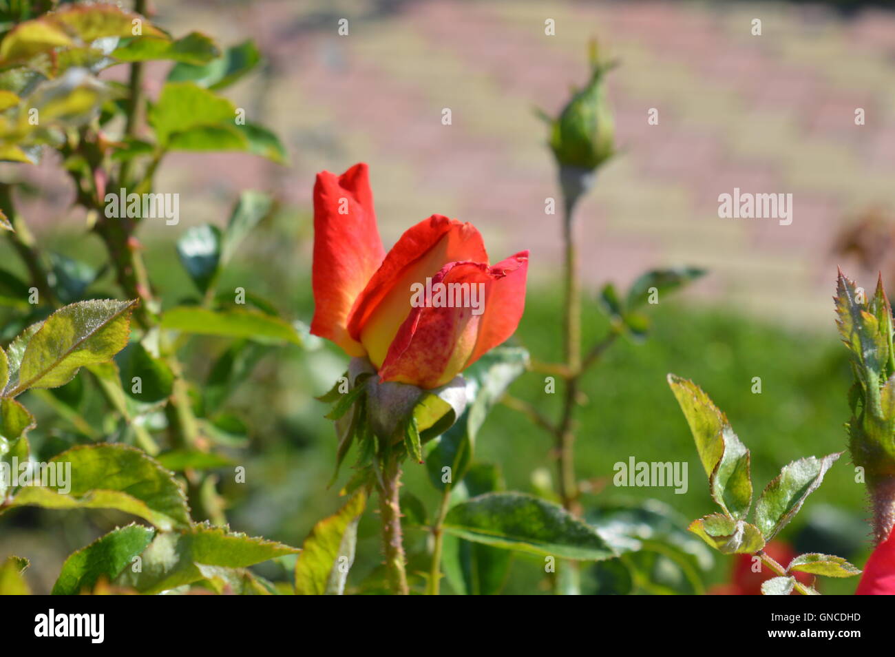 Closed bud red rose flower Fotos und Bildmaterial in hoher Aufl??sung