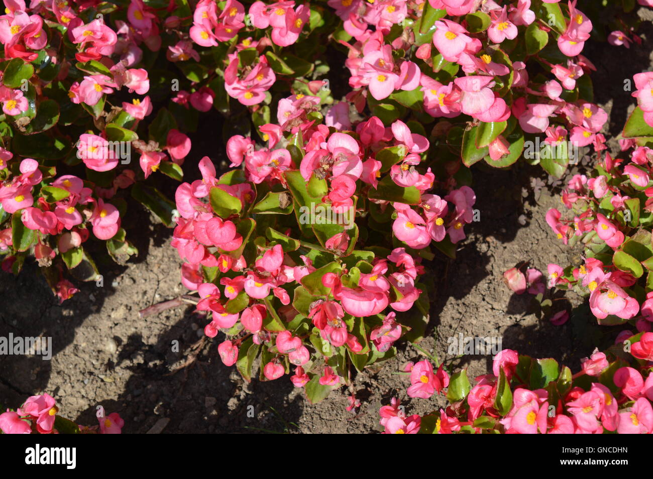 Blumenarrangements Stockfoto