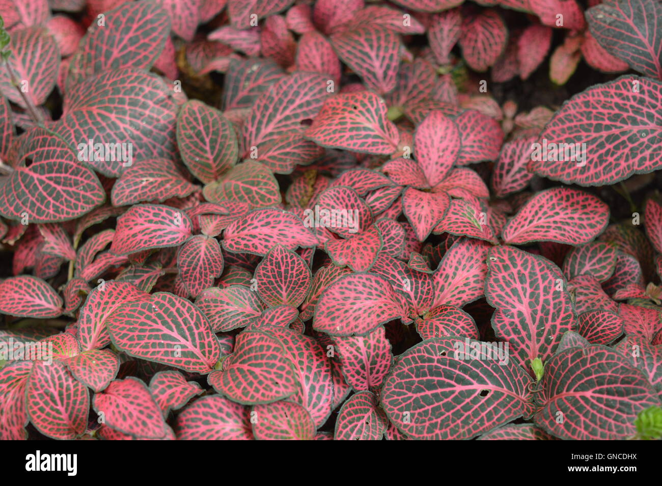 Pflanzen mit roten und schwarzen Blättern Stockfotografie - Alamy