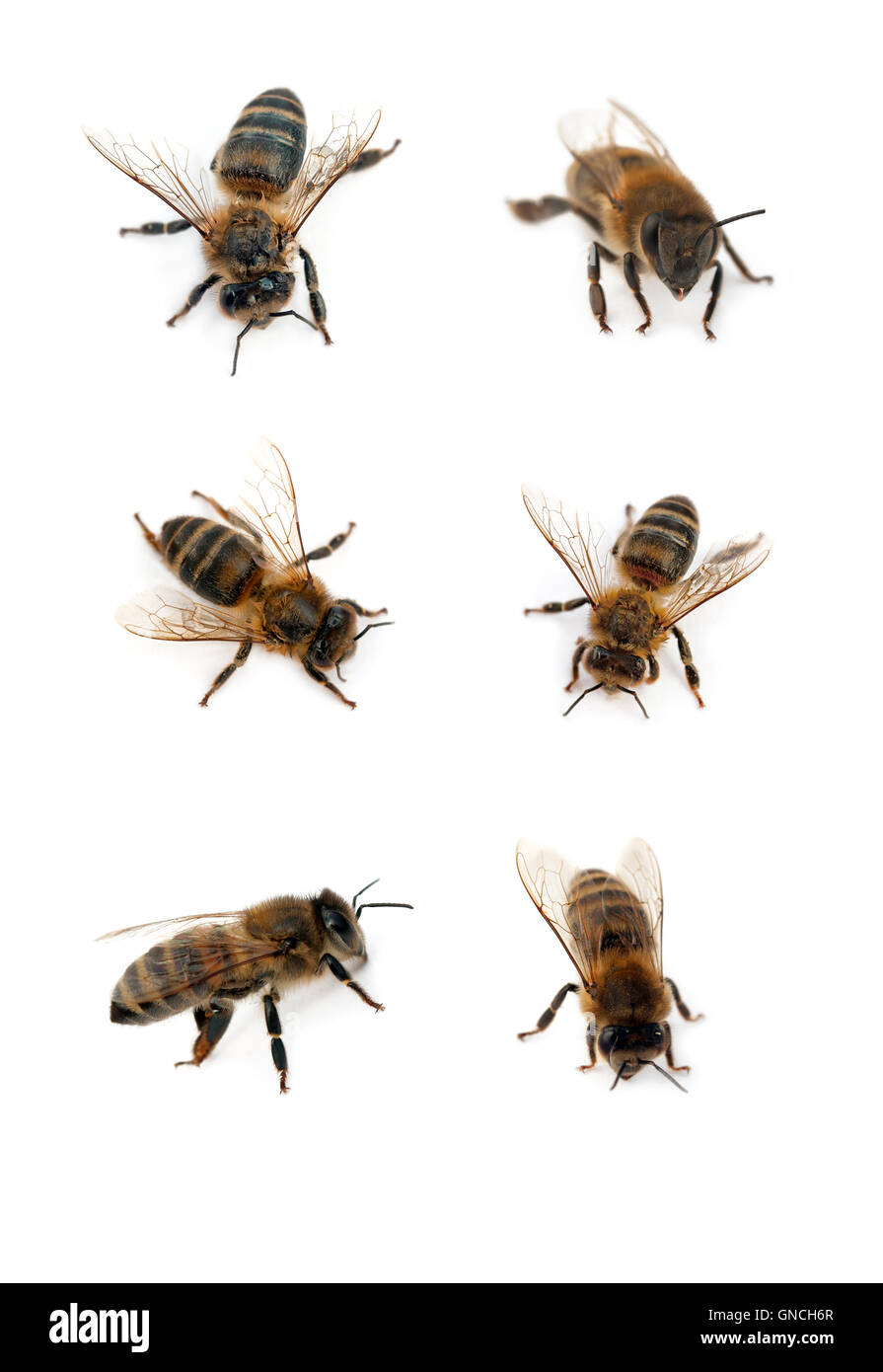 Bienen auf dem weißen isoliert Stockfoto