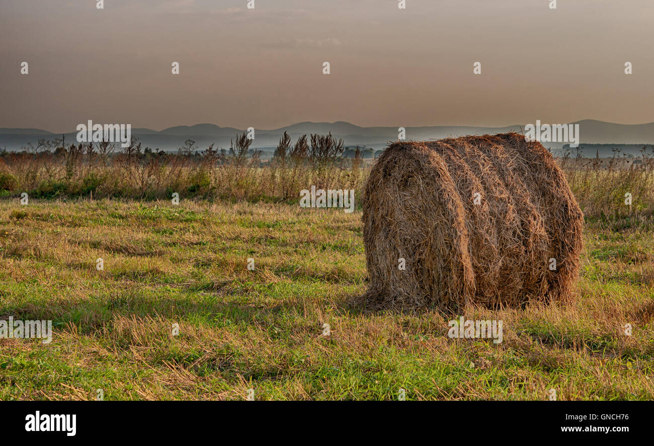 trockenes Heuballen auf der grünen Wiese Stockfoto