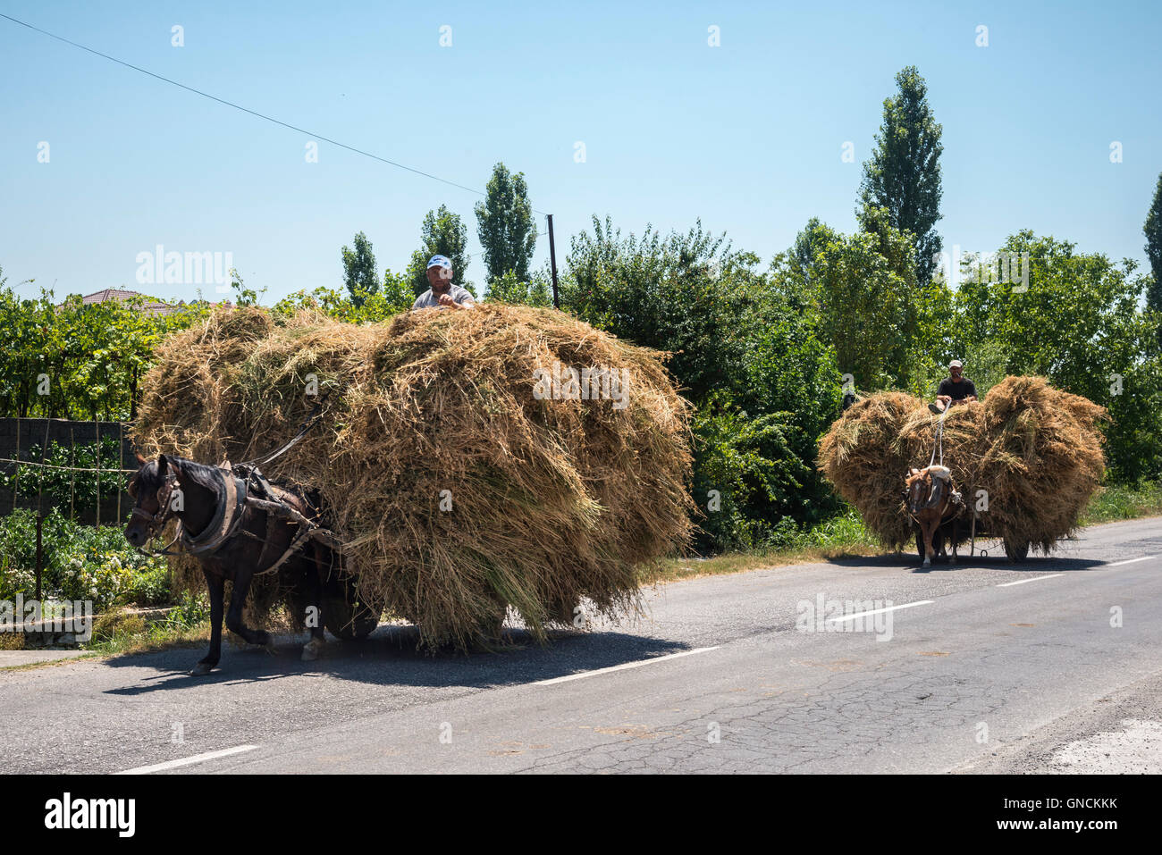 Pferden und Wagen, die Transport von frisch geernteten Heu in der Nähe von Shkodra, Nordalbanien. Stockfoto