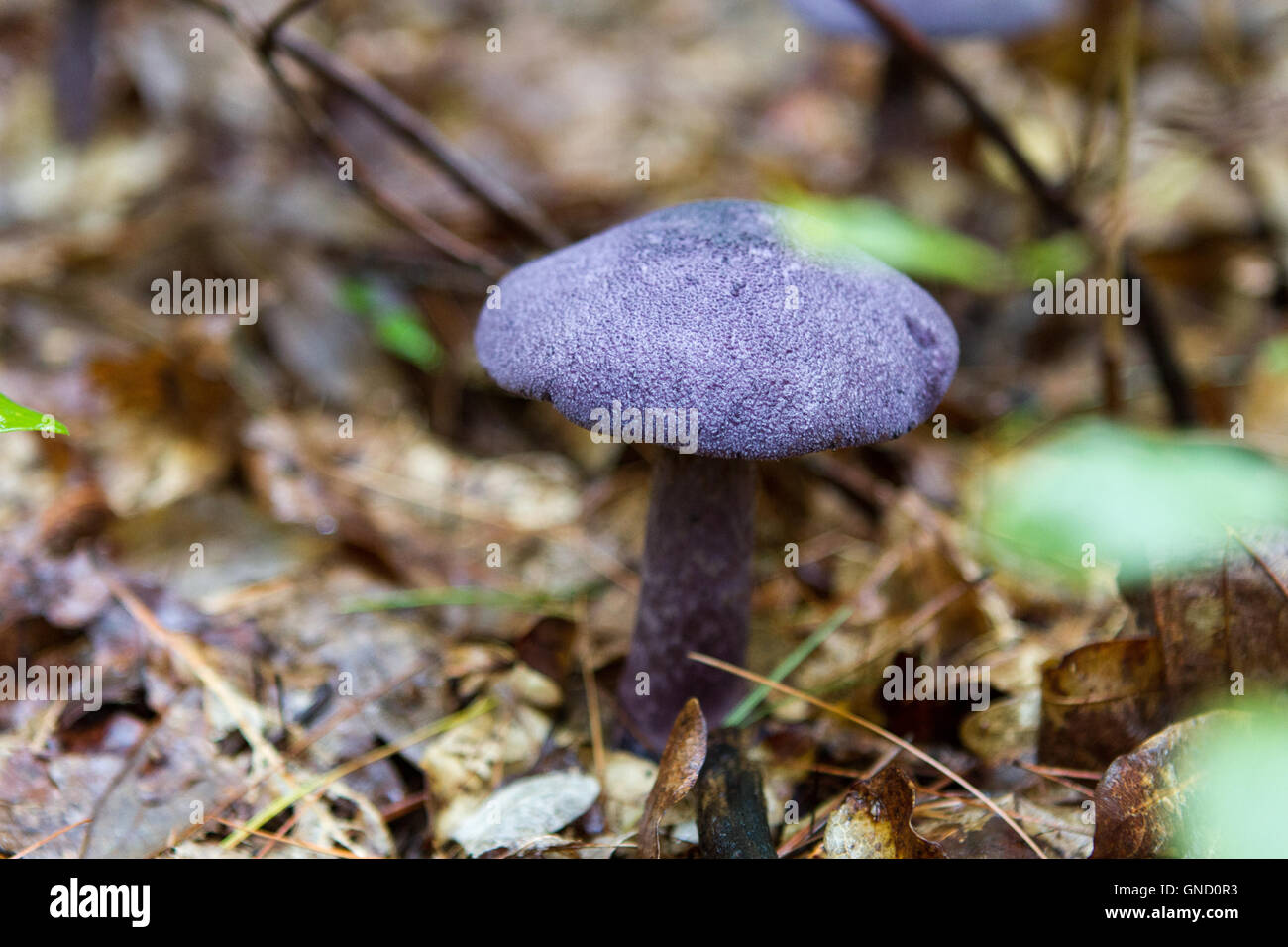 Lila Pilz auf Waldboden Stockfoto