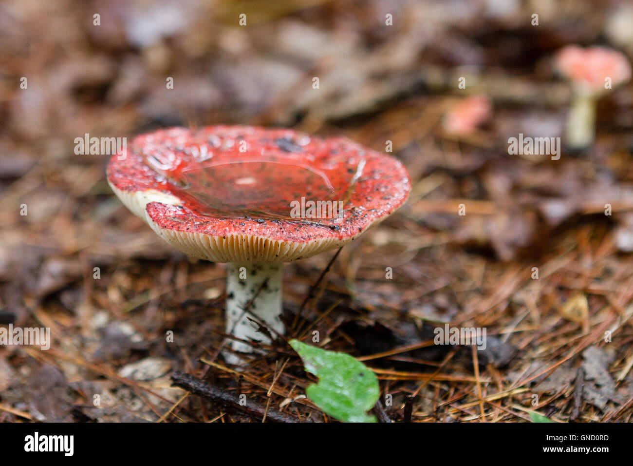 Roter Fliegenpilz nach Regen auf Waldboden mit Wasser gefüllt. Stockfoto