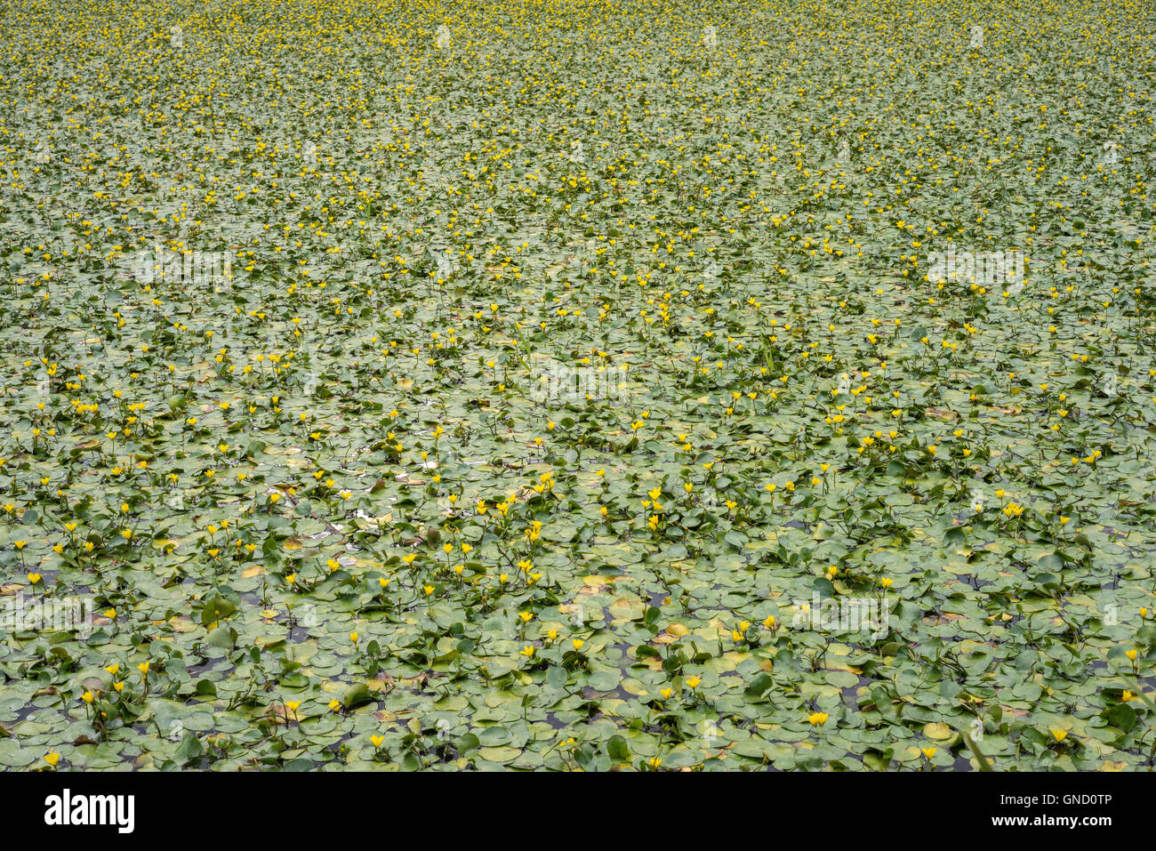 Tausende von kleinen, gelben Seerosen Stockfoto