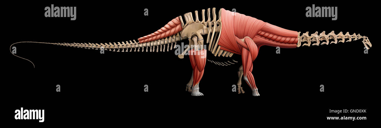 Apatosaurus Skelett und Muskeln Stockfoto