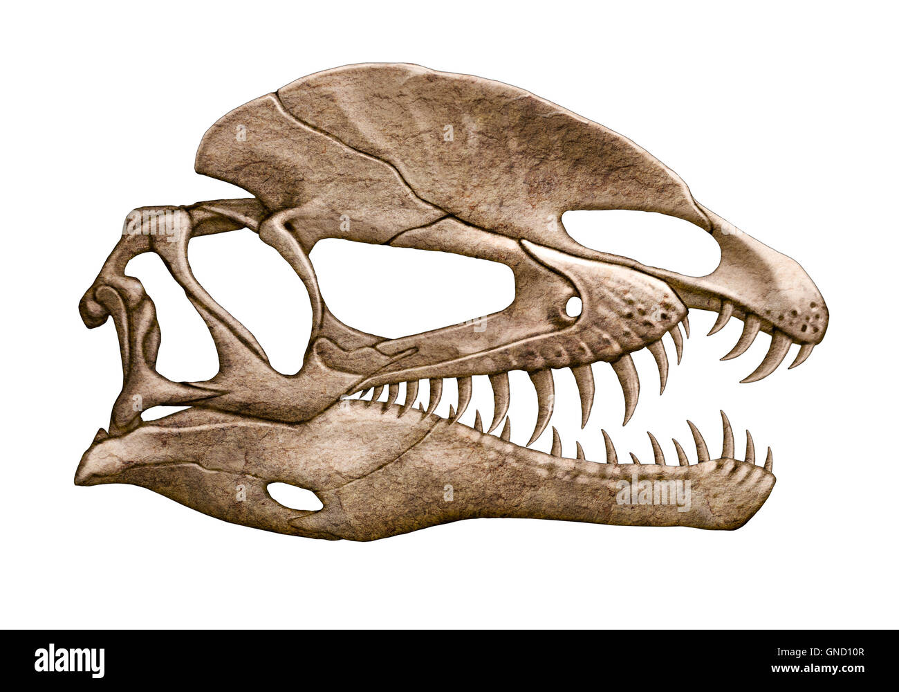 Dilophosaurus Schädel isoliert weißen Hintergrund Stockfoto