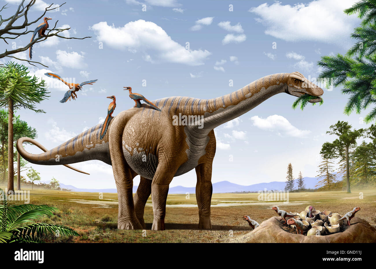 Ein Rapetosaurus füttert von Koniferen ist Blatt mit einigen Rahonavis darauf zurück und es gibt Rajasaurus Babys in ihrem nest Stockfoto