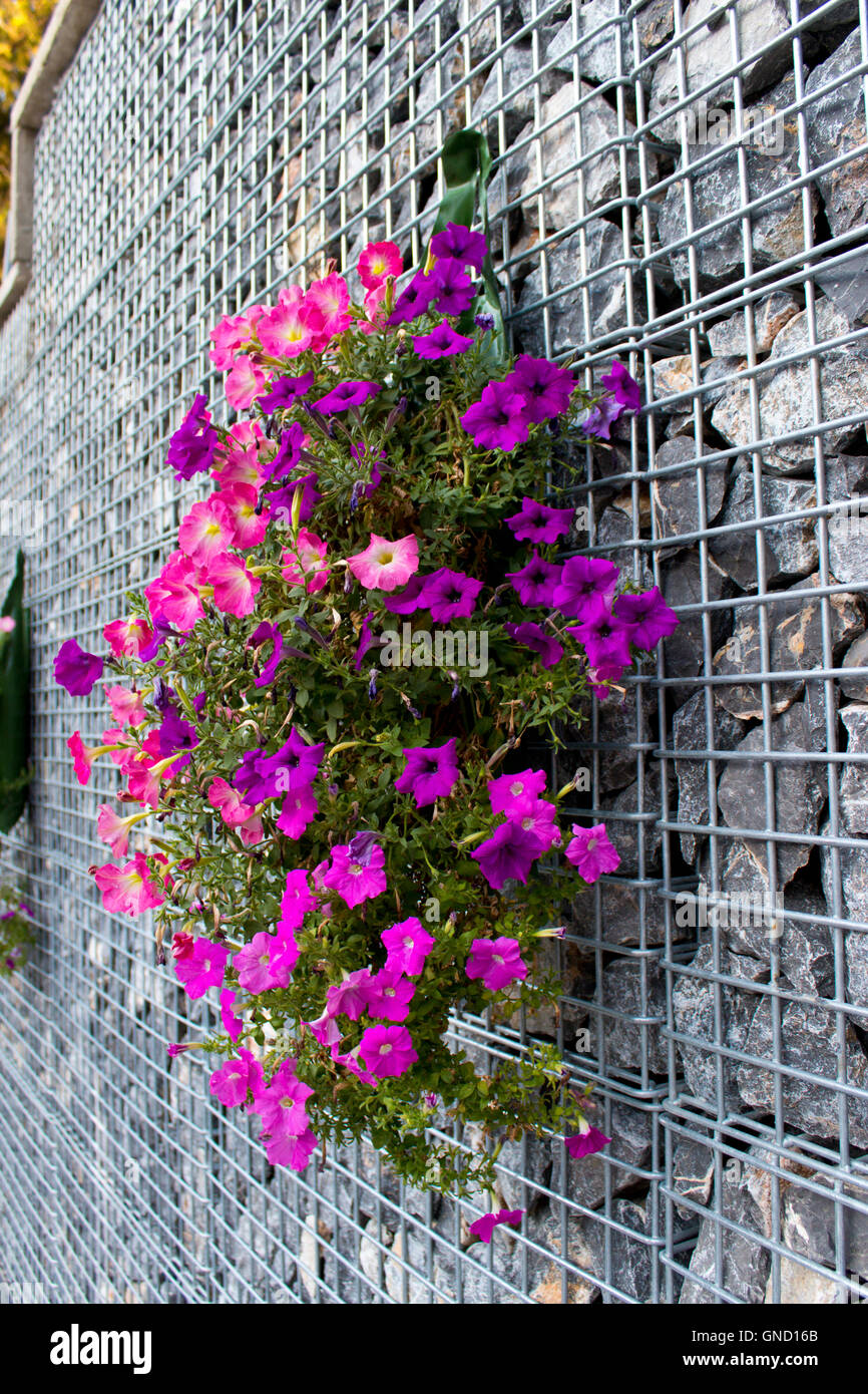Lila Blüten auf dem Stein-Käfig für eine Dekoration auf Outdoor-Izmir, Türkei Stockfoto