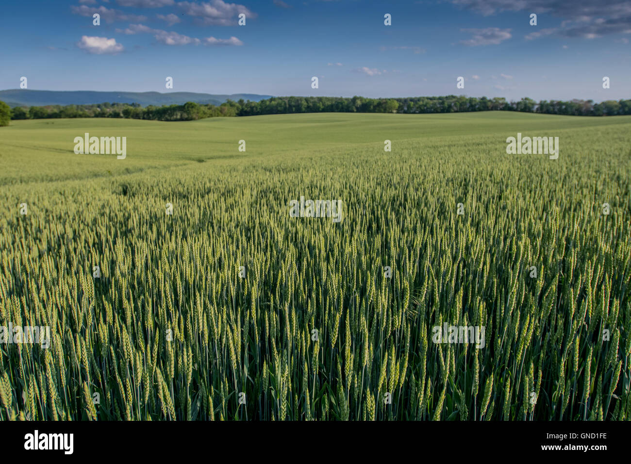 Blick auf grünen Weizenfeld im Frühsommer Stockfoto