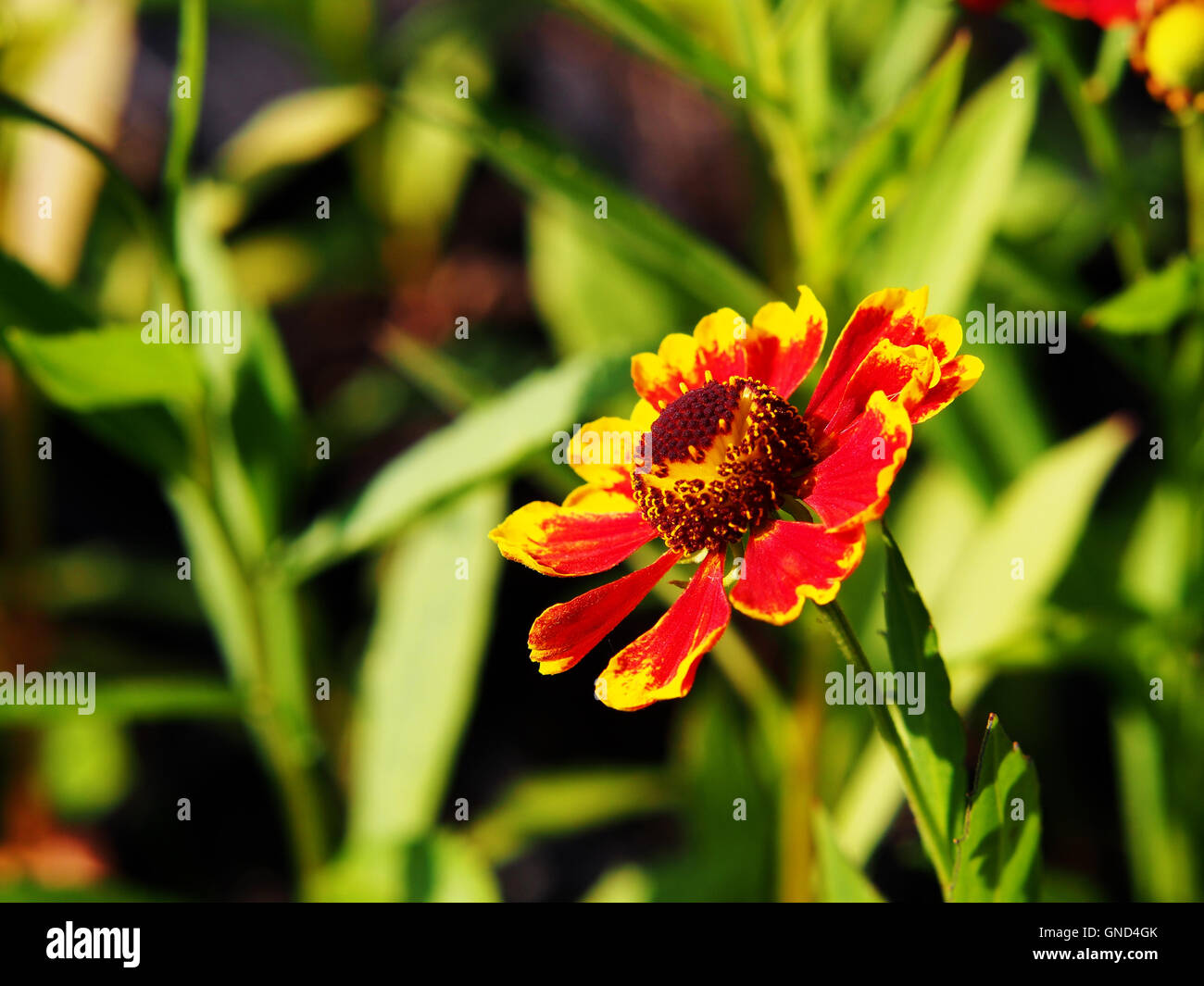 Helenium Hoopesii (Sneezeweed) Stockfoto