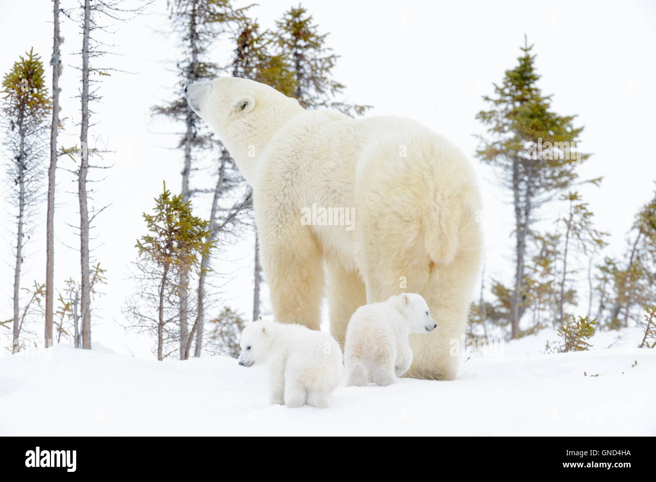 Eisbär-Mutter (Ursus Maritimus) stehend auf Tundra mit zwei neugeborenen Jungen, von hinten, Wapusk-Nationalpark, Manitoba, Cana Stockfoto