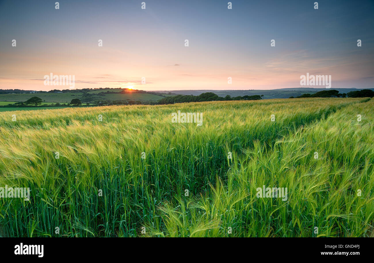 Sonnenuntergang über einem Feld von üppigen grünen Gerste in der kornischen Landschaft Stockfoto