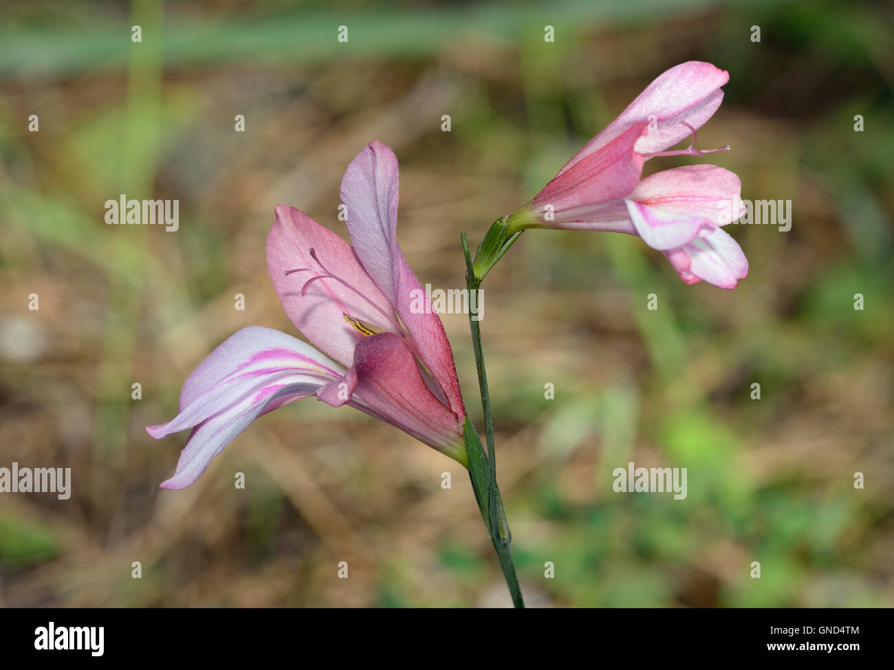 Gladiolus triphyllus Fotos und Bildmaterial in hoher Auflösung Alamy