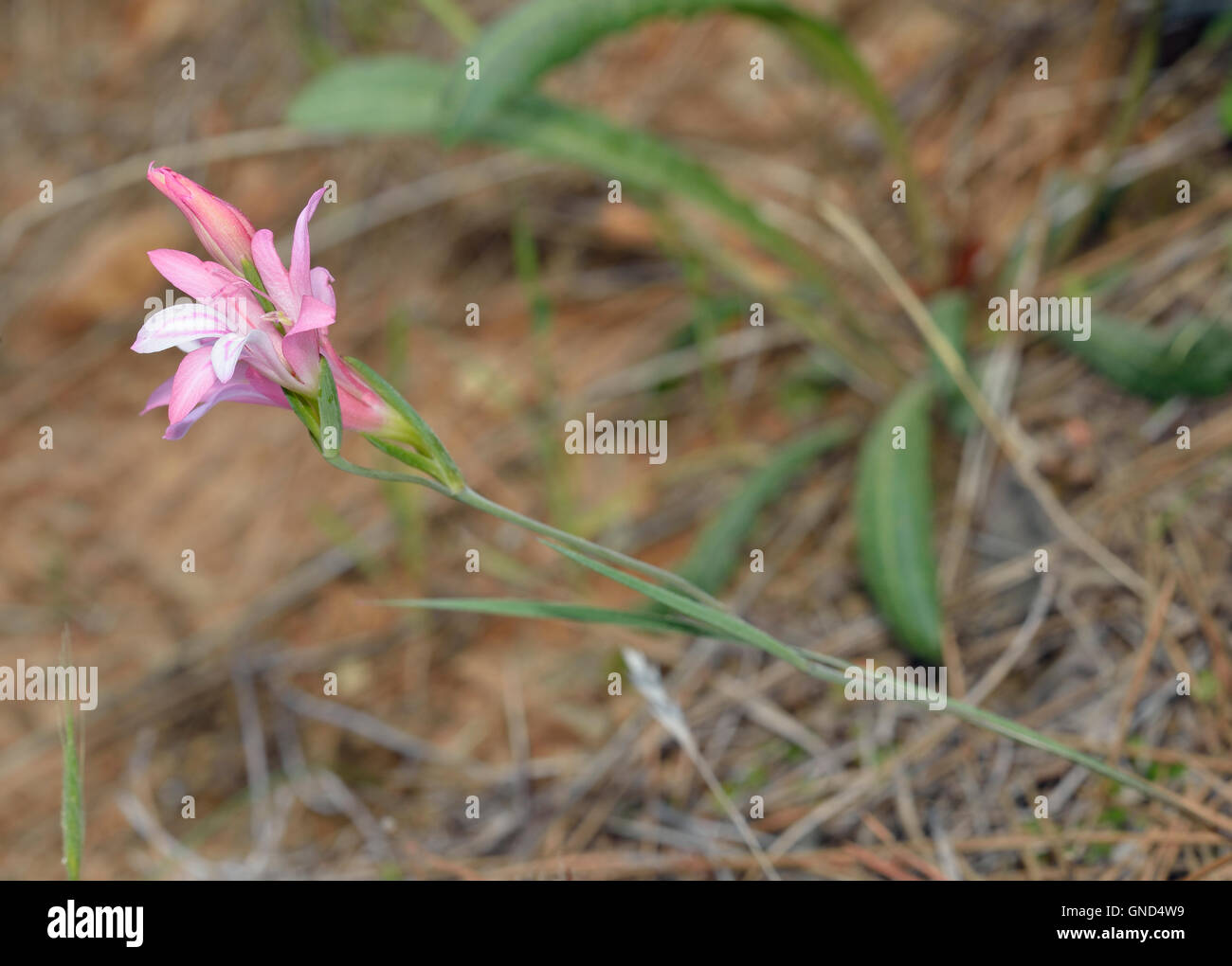 Gladiolus triphyllus Fotos und Bildmaterial in hoher Auflösung Alamy