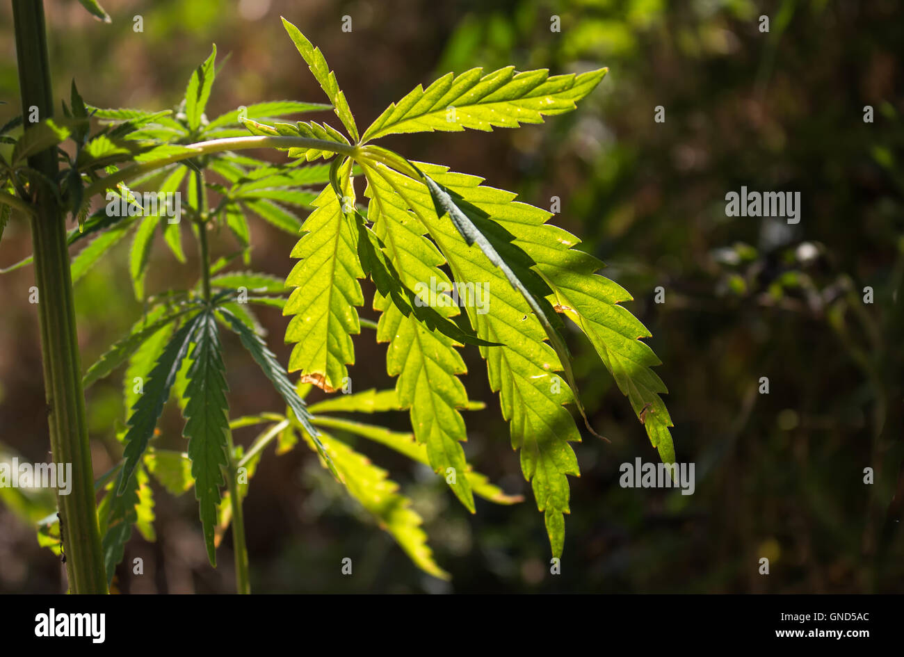 Frische Cannabisblatt wachsen in der Natur, erleuchtet durch die Morgensonne. Stockfoto