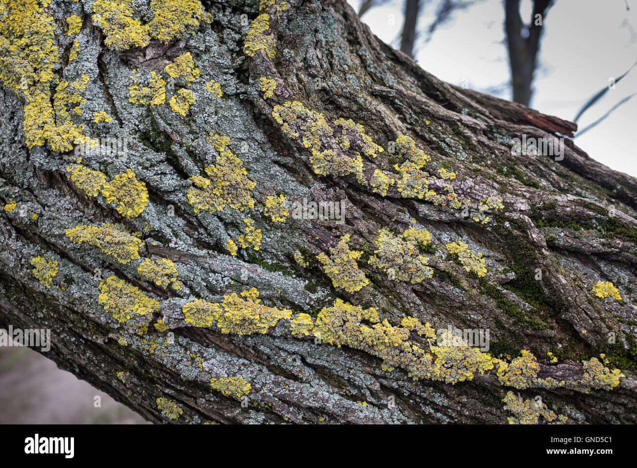 Grüne und gelbe Farbe der Flechten auf dem Stamm eines alten Baumes abgelehnt. Stockfoto
