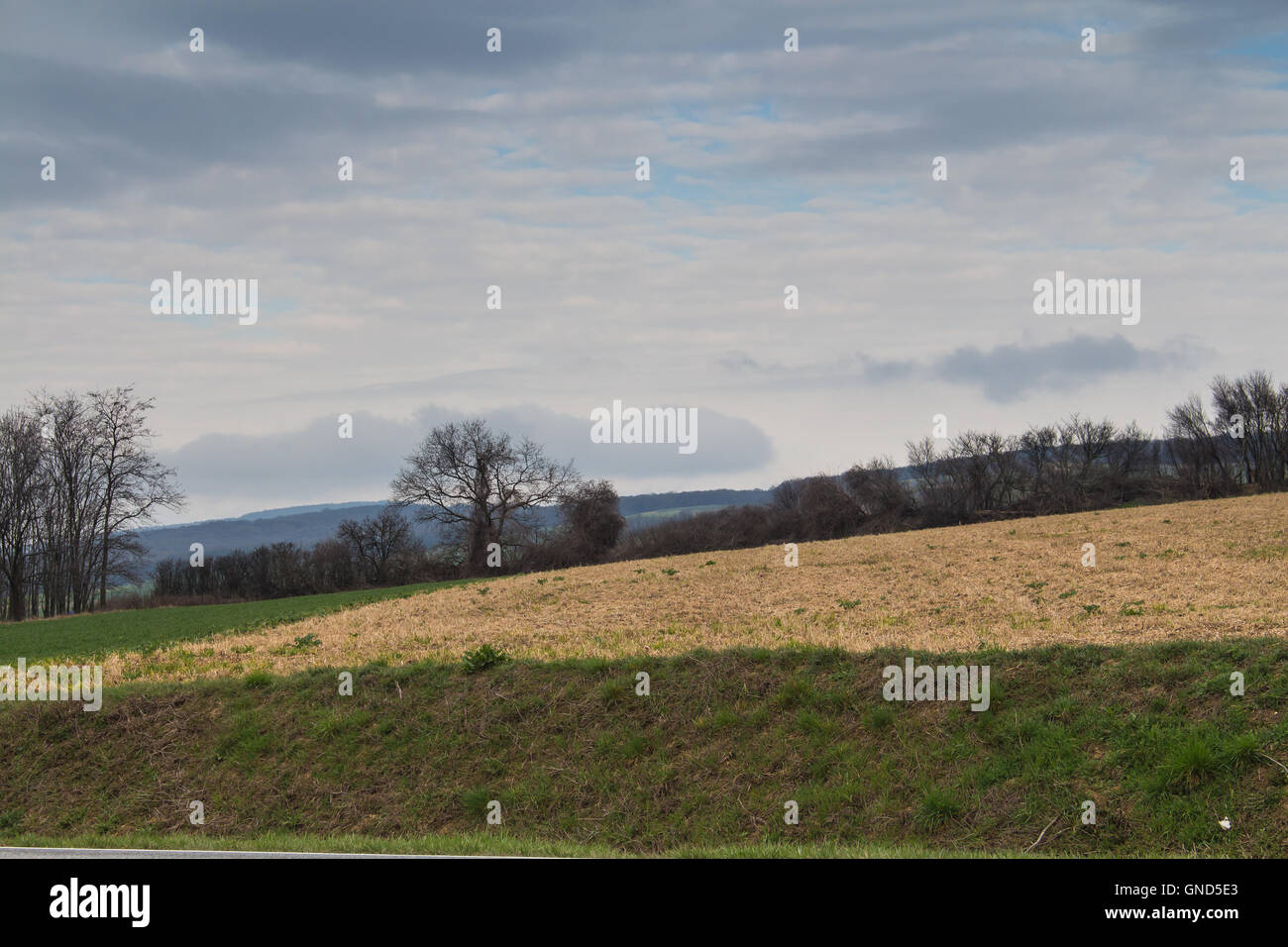 Verschiedene farbige Linien des Feldes Rasen, gelbe, dunkle Bäume und Hügel hinter. Himmel bewölkt am frühen Morgen. Stockfoto